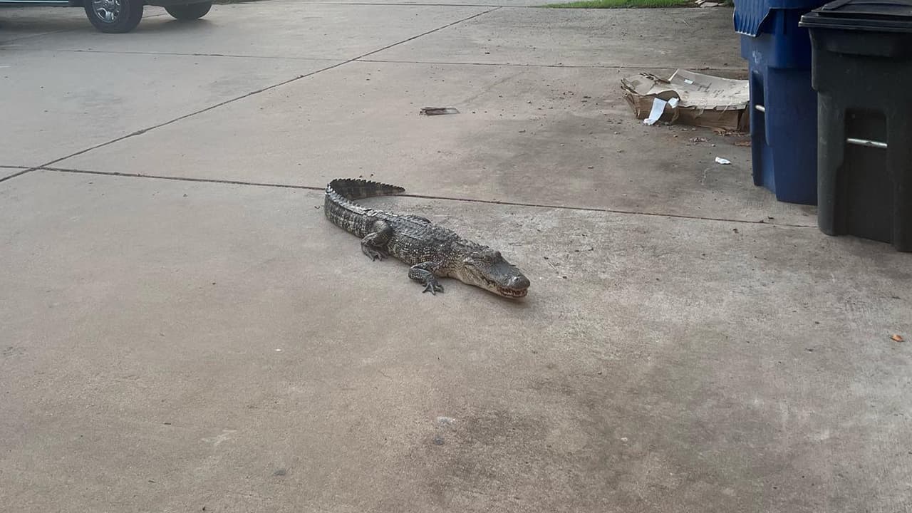 Era el primer día de clases de secundaria de la hija de Trinh, la joven se dirigía al automóvil cuando, de repente, vio al reptil. De inmediato, regresó a la casa para alertar a su familia.
