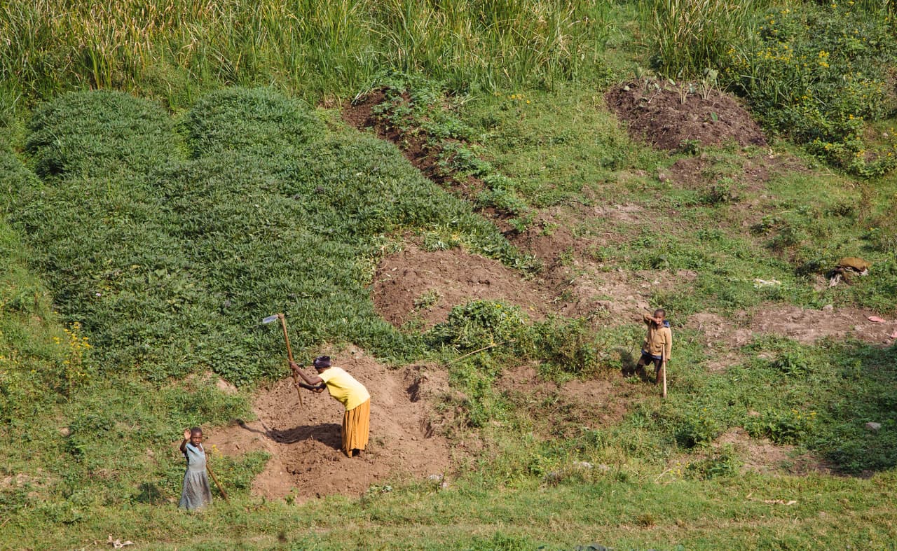 Una mujer trabaja junto a sus hijos en su huerta. Los cultivos típicos de la región son plátanos, casava y té entre otros. Hoy en día, se ha reducido el conflicto entre el cultivo y la preservación de tierras salvajes ya que se han construido cercas que marcan el límite de los parques.