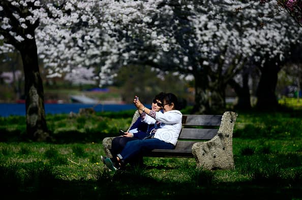 En abril es la temporada del flor de cerezo (conocido como cherry blossom en inglés y sakura en japonés).