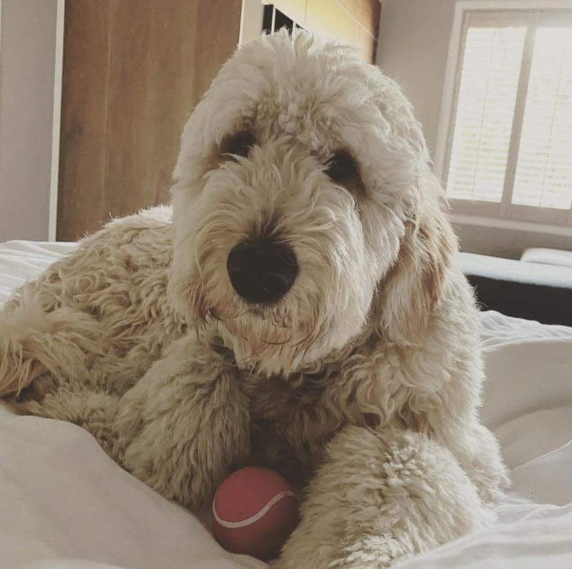 Su perra Dominga es uno de los principales protagonistas de su perfil en Instagram.
<br>