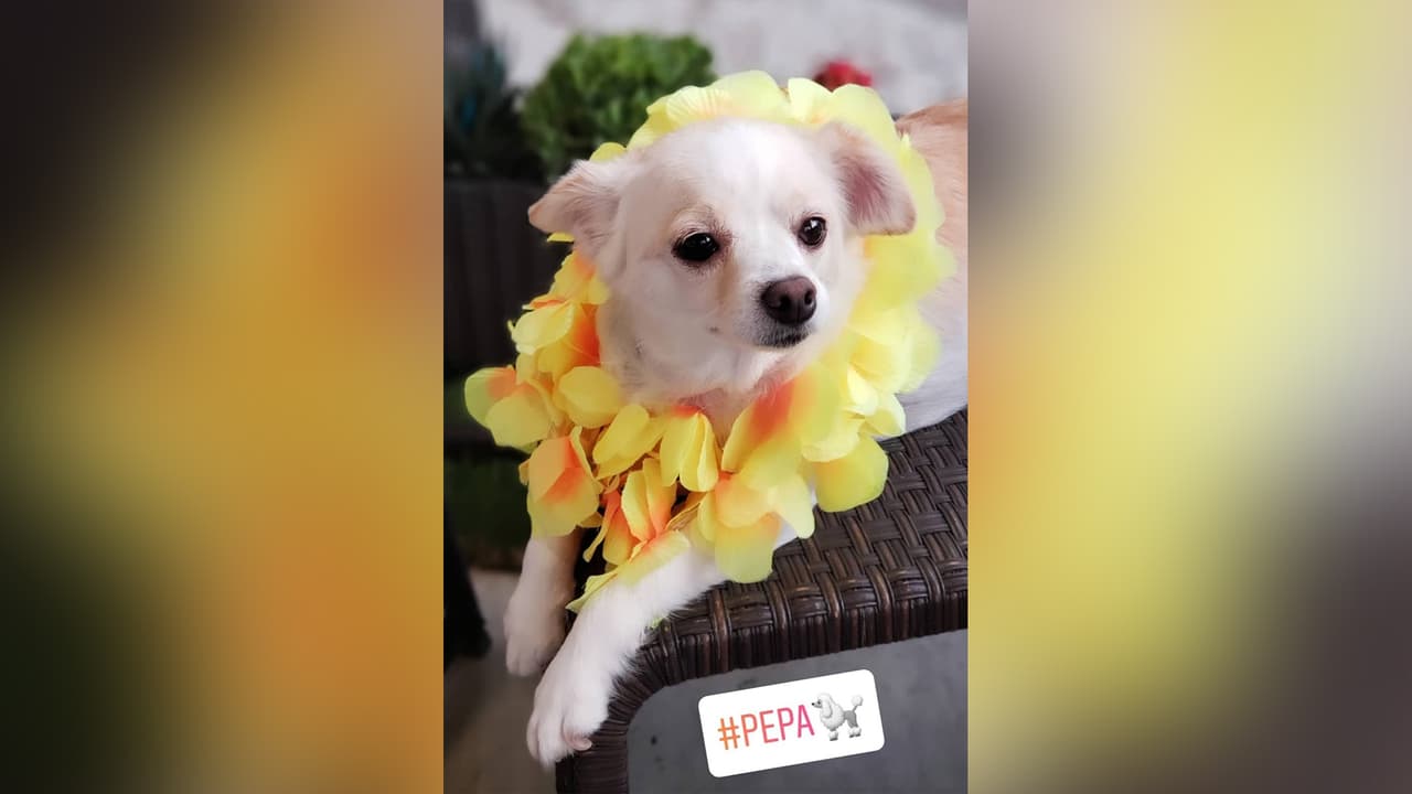 Pepa, es una de las adorables mascotes de Laura Sierra