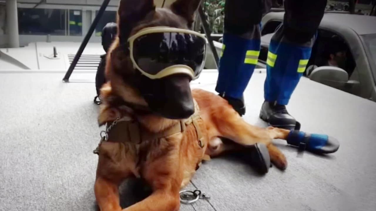 Perros rescatistas mexicanos: héroes de cuatro patas que salvan vidas después de desastres naturales