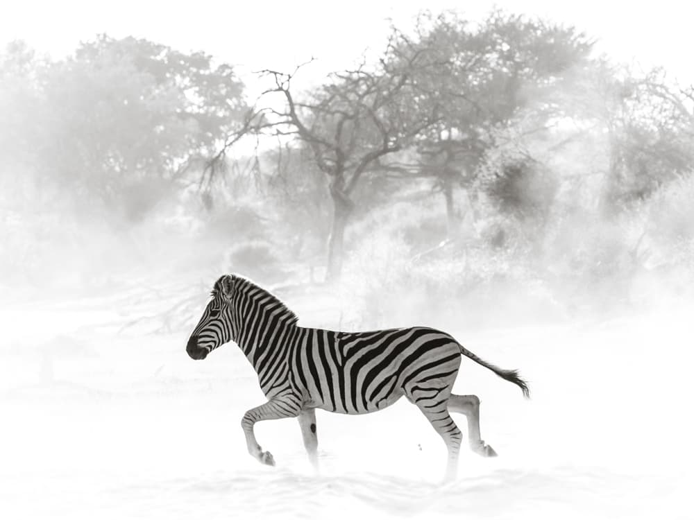 Uno de los secretos mejor guardados de Botswana es que alberga la segunda migración de cebras más larga del mundo (la primera es en Serengueti). Cada año, hasta 25,000 cebras se mueven en manadas por las llanuras, desde el Okavango hasta el llamado Makgadikgadi, un viaje de más de 150 millas.