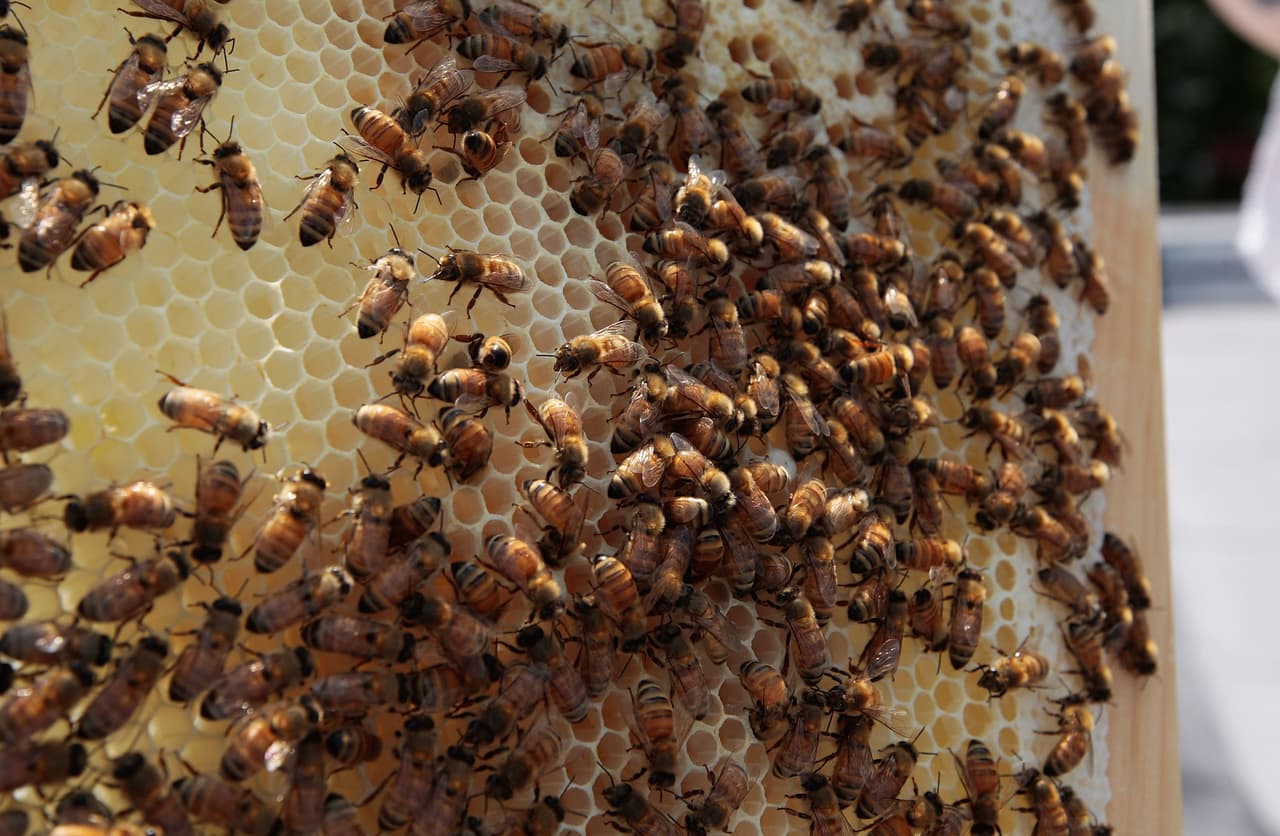 NEW YORK - MAY 30: A colony of Italian honeybees from a hive installed by a Brooklyn amateur beekepper is seen May 30, 2009 in New York City. Beekeeping is a growing phenomenon among environmentally-conscious urban dwellers in cities nationwide, and practioners cite the health benefits of natural honey as well as the boon to gardening that bees provide by pollination. (Photo by Chris Hondros/Getty Images)