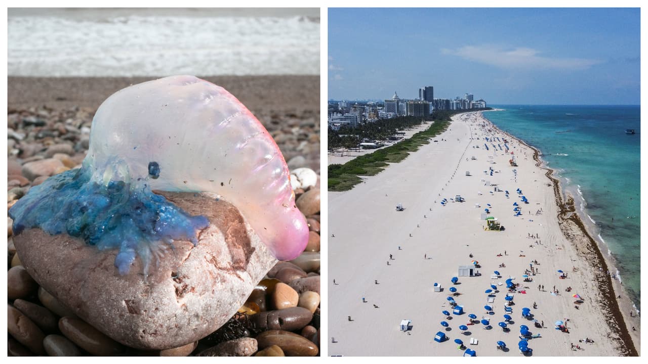 Alertan sobre presencia de medusa carabela portuguesa carnívora en playas de Miami-Dade 