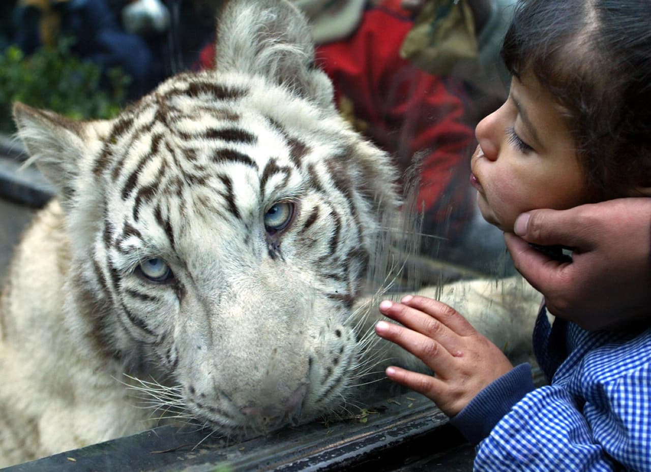 ¿Deben las ciudades cerrar sus zoológicos?