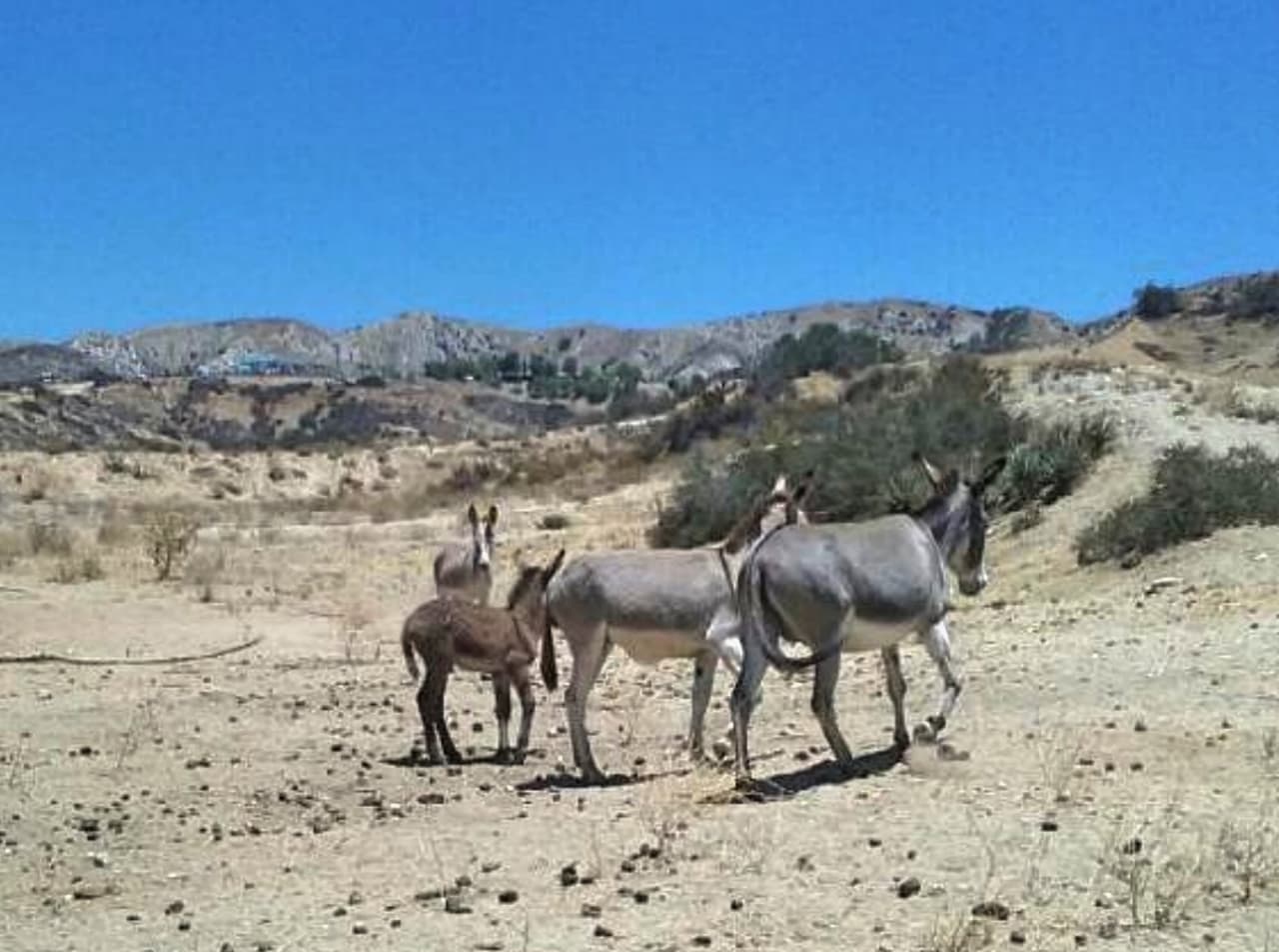 Autoridades locales buscan protegerlos.