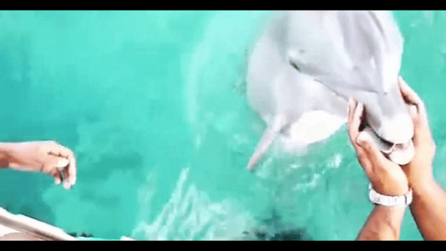 Delfín le devuelve celular a bailarina del Heat