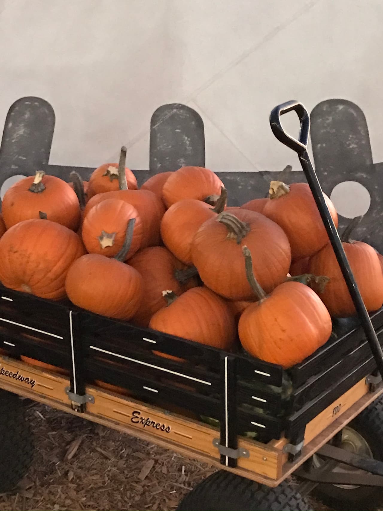 Comenzaremos nuestra lista con las calabazas tradicionales. Son anaranjadas de tamaño mediano y formas que varían entre redondas a ovaladas.