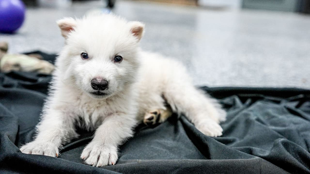 <h3 class="cms-H3-H3">¿Cómo los trajeron de vuelta? </h3>
<br>Todo empezó con dos fósiles: 
<b>un diente de 13,000 años encontrado en Ohio y un hueso de oído de hace 72,000 años en Idaho</b>. De ahí, los científicos extrajeron ADN, lo compararon con el de lobos actuales y usaron edición genética para recuperar los rasgos perdidos del lobo terrible: 
<b>su tamaño, su pelaje espeso y claro, y su forma de moverse. </b>Después de crear embriones modificados, los implantaron en madres sustitutas. Y el resultado: 
<b>tres cachorros vivos y saludables, con genes que no existían en este planeta desde la Edad de Hielo.</b>