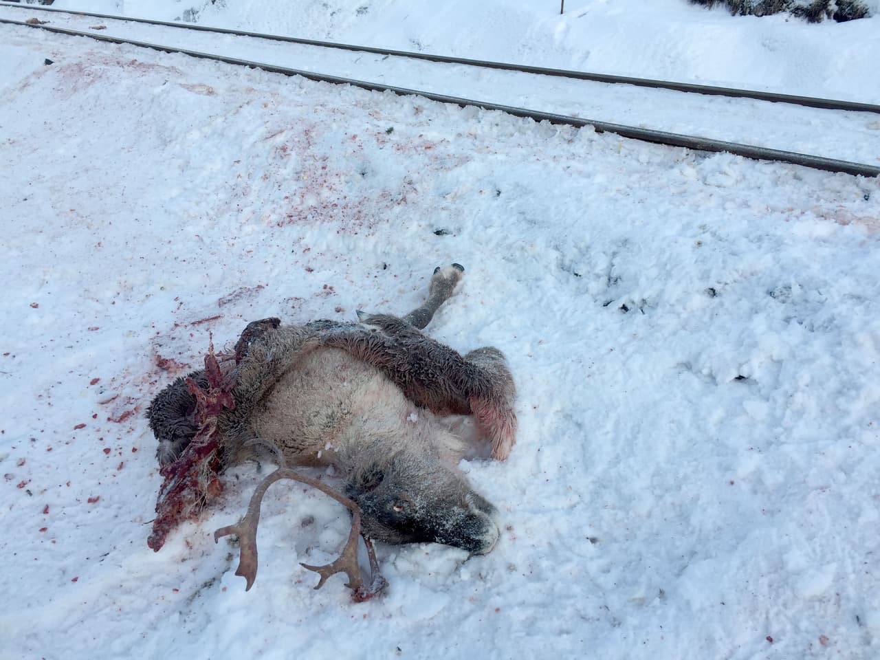 This video grab taken on November 25, 2017 shows a dead reindeer laying next to the railway near Mosjoen in northern Norway. More than 100 reindeers have been hit by trains and were killed in several incidents in the area the last days. / AFP PHOTO / NTB Scanpix / John Erling UTSI / Norway OUT (Photo credit should read JOHN ERLING UTSI/AFP/Getty Images)