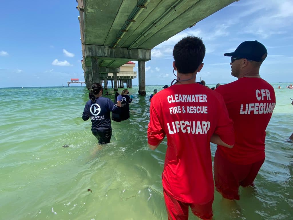 Tras ver que el pequeño animal no podía resistir solo, desistieron y la Red de Varamientos del Sudeste y la Administración Nacional Oceánica y Atmosférica (NOAA) ordenó transladarlo a SeaWorld en Orlando para ser rehabilitado.