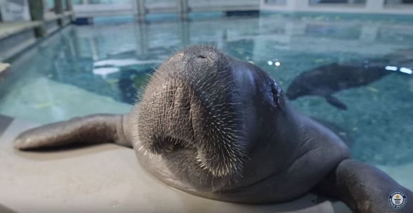 Conoce a Snooty, ¡el manatí (en cautiverio) más viejo del mundo!
