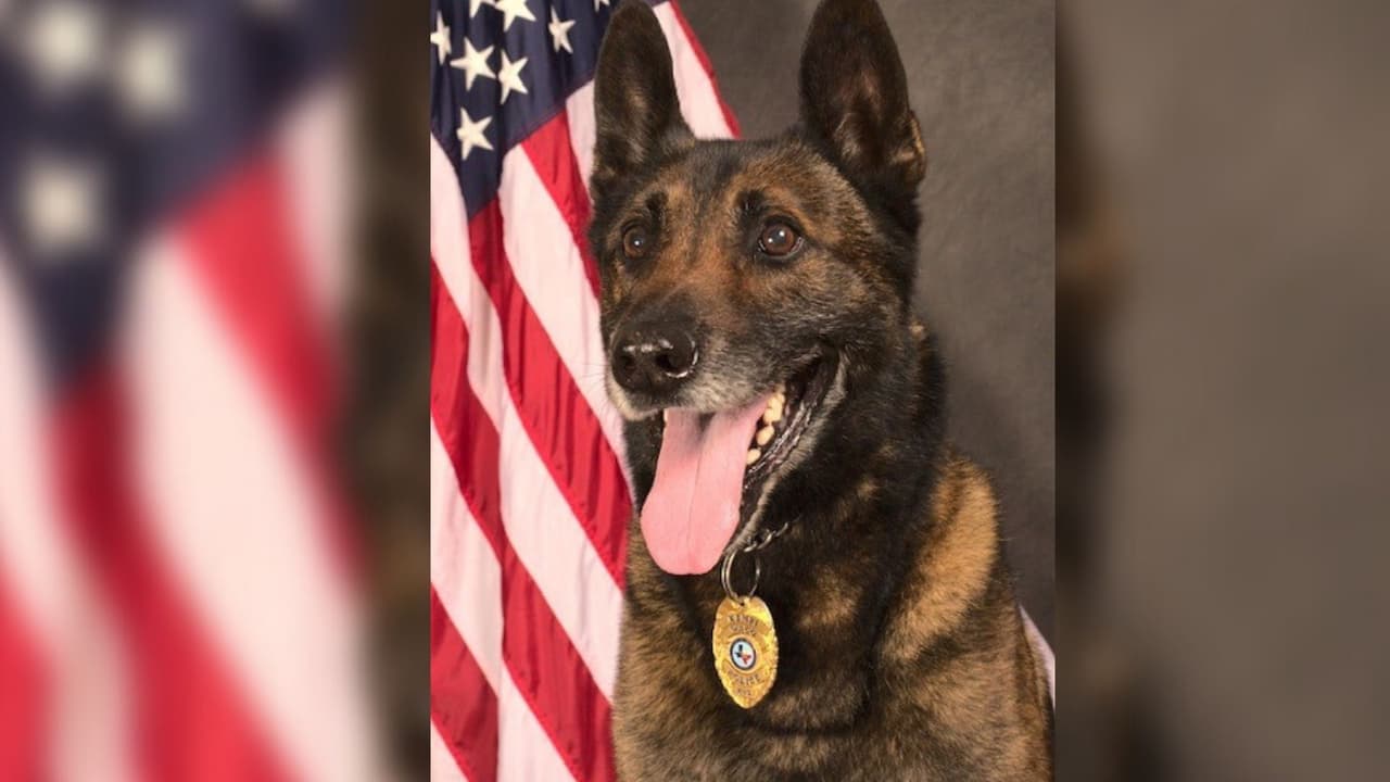 Planean funeral para Kempi, el perro policía de Waco que logró 112 detenciones