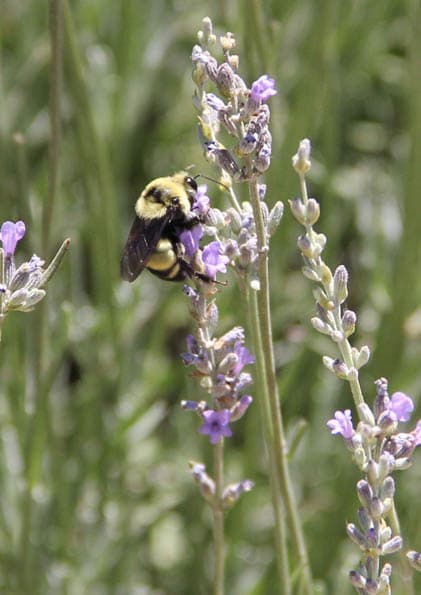 Basta con acercarte un poco para verlos polinizando por doquier.