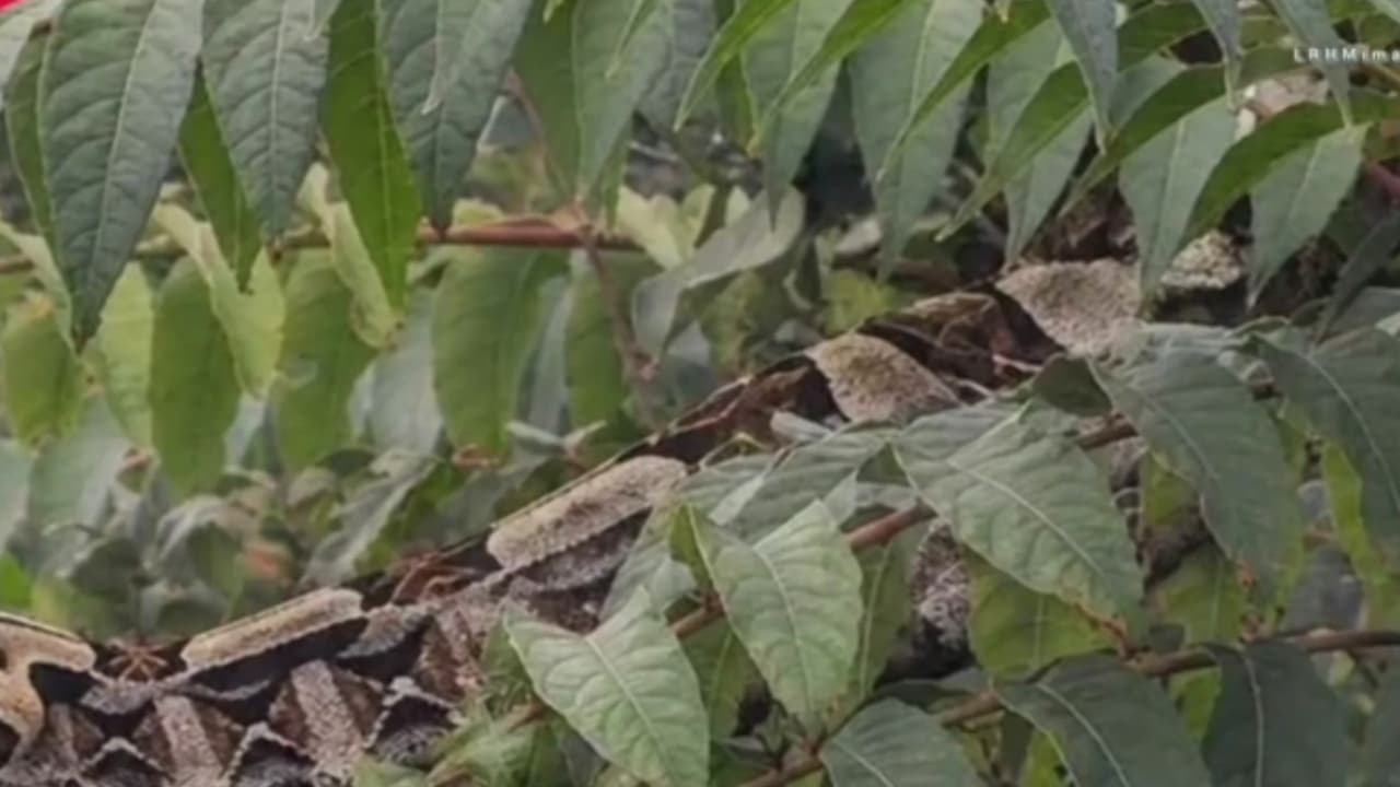 Falsa alarma en Santa Ana por reporte de víbora falsa creada con inteligencia artificial