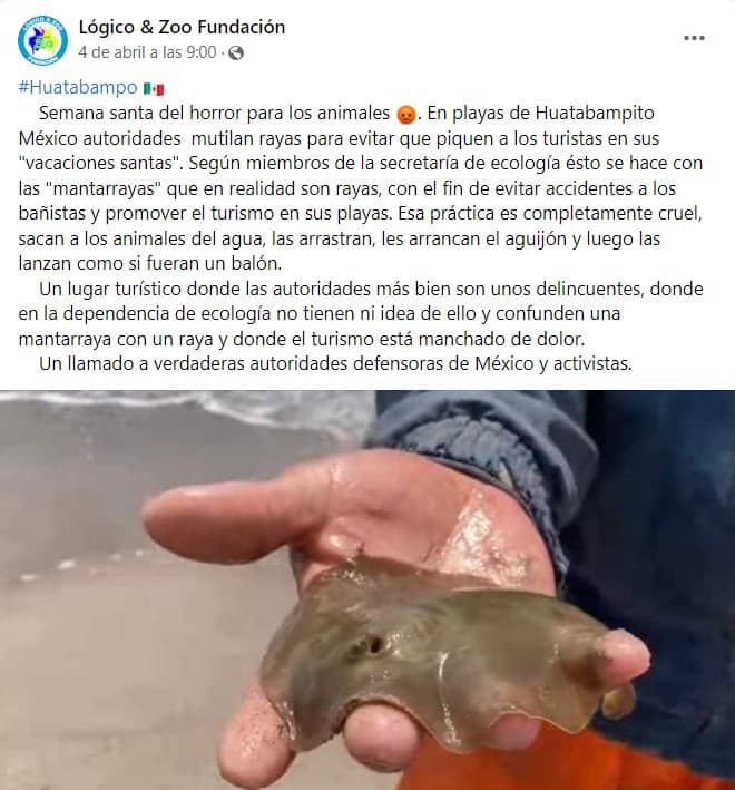 Se viralizó en redes sociales la denuncia de que en Huatabampo, Sonora,
<b><a href="https://www.univision.com/local/arizona-ktvw/mantarrayas-muertas-huatabampito" target="_blank">rayas estaban siendo mutiladas</a></b>.