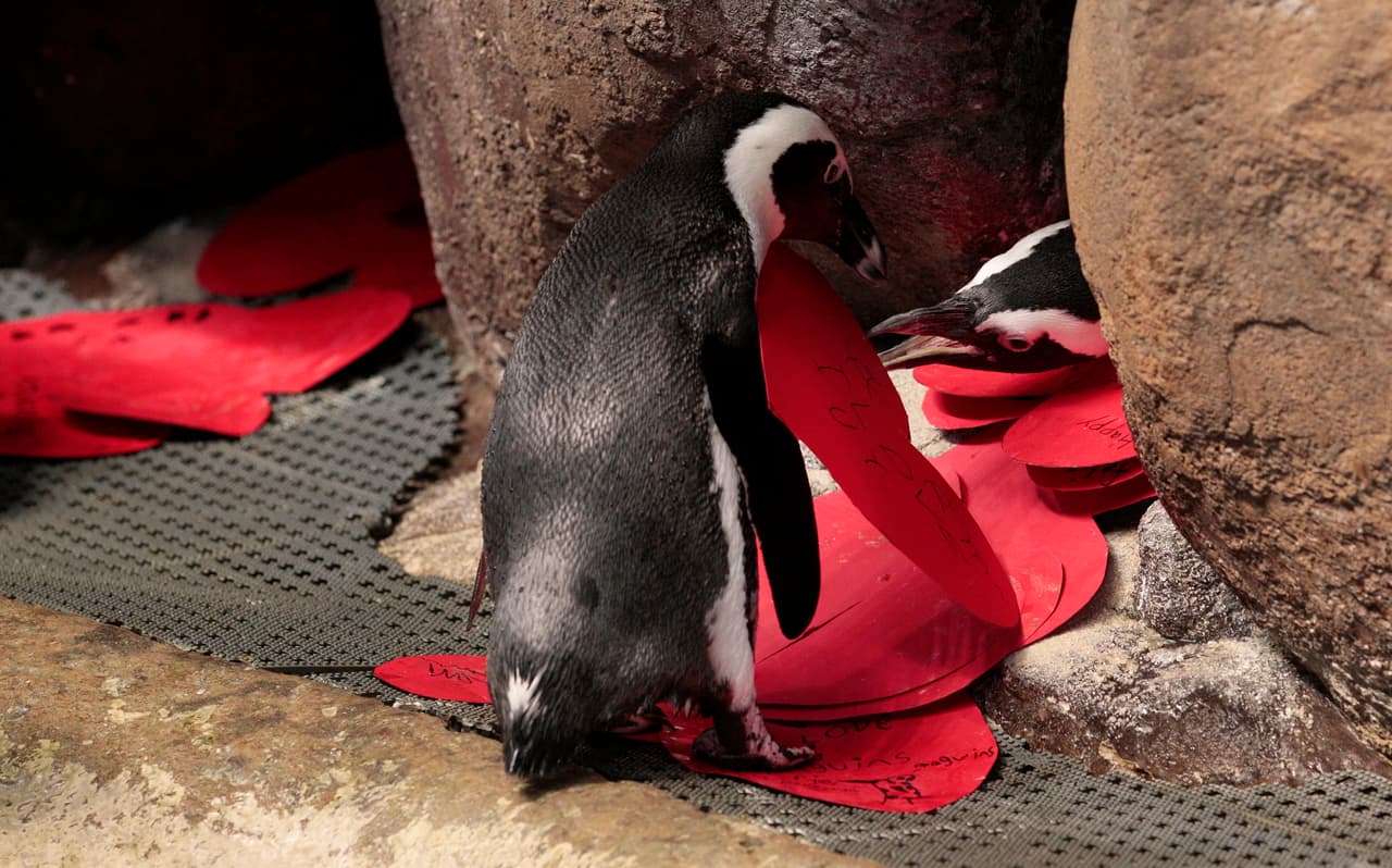 Contrariamente a la mayoría de las especies de pingüino que vive en regiones muy frías, los pingüinos africanos se desarrollan en ambientes más cálidos y tropicales.