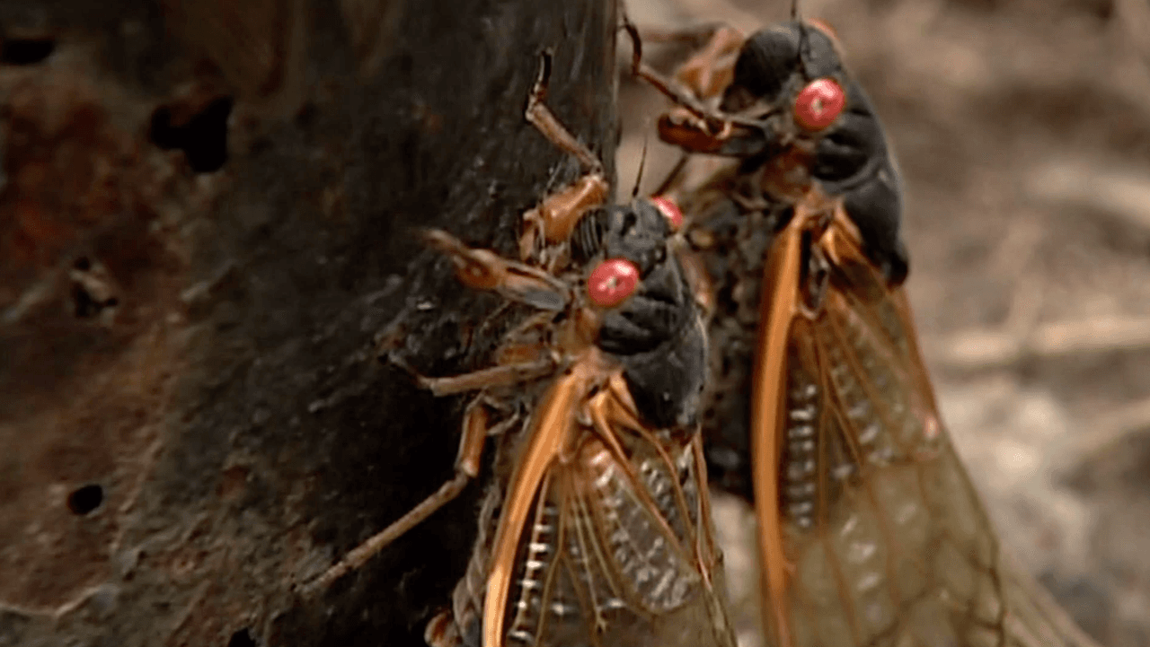 Carolina del Norte se prepara para recibir una invasión de cigarras