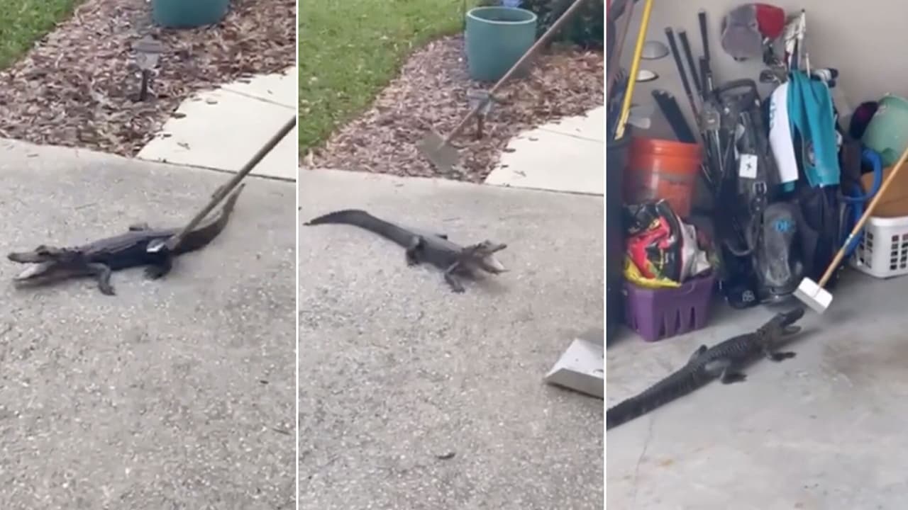 Cocodrilo bebé sorprende a familia en el garaje de su casa. Un video captó el momento