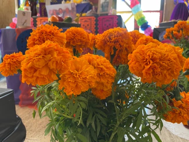 <b>Flores de cempasúchil</b>
<br>Las flores de cempasúchil
<b> </b>nunca pueden faltar. Su aroma fuerte y color vibrante, que representa al sol, se encarga de guiar el alma del difunto hacia los altares creados por los familiares.