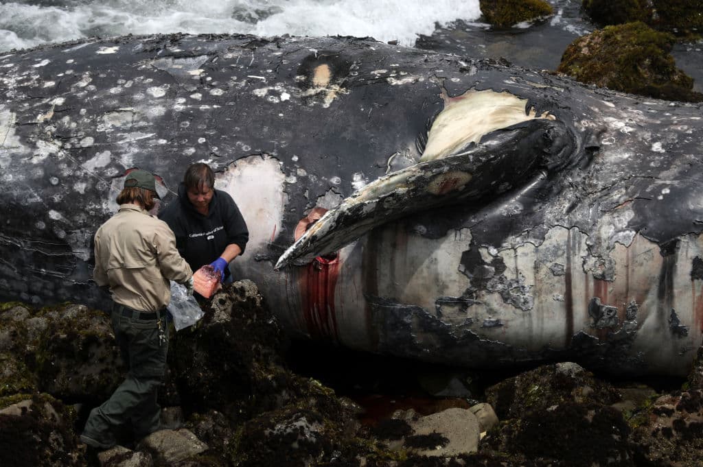 "La muerte de las ballenas grises en la bahía de San Francisco este año nos tiene seriamente preocupados y refuerza la necesidad de seguir realizando este tipo de investigaciones y compartir sus resultados con las personas clave en la toma de decisiones", dijo el doctor Padraig Duignan, investigador del Centro de Mamíferos Marinos.