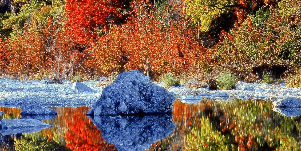 Lost Maples State Natural Area | Lost Maples es conocido por su color otoñal, pero es espectacular durante todo el año. En él puede ver abundantes flores silvestres, escarpadas paredes del cañón y el pintoresco río Sabinal.
