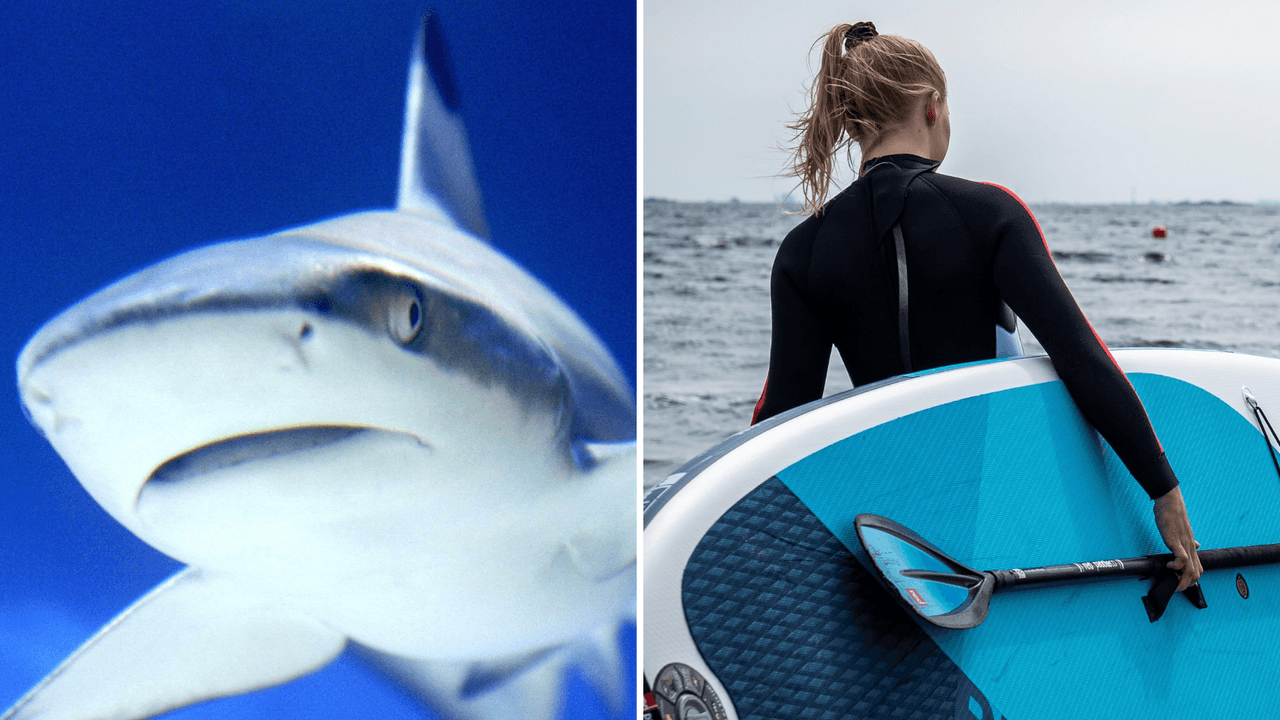 Tiburón derriba a una mujer de su tabla de surf y video se viraliza, ¿la atacó después?