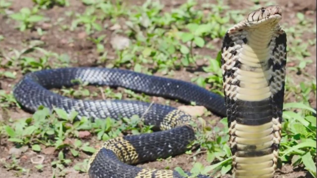 De acuerdo con las autoridades, el sujeto reveló que el animal escapó de su jaula el pasado martes, alrededor de las 6:00 pm, mientras él estaba por fuera de la vivienda. La víbora es procedente de África occidental y es considerada una de las especies de cobra más peligrosas y agresivas.
