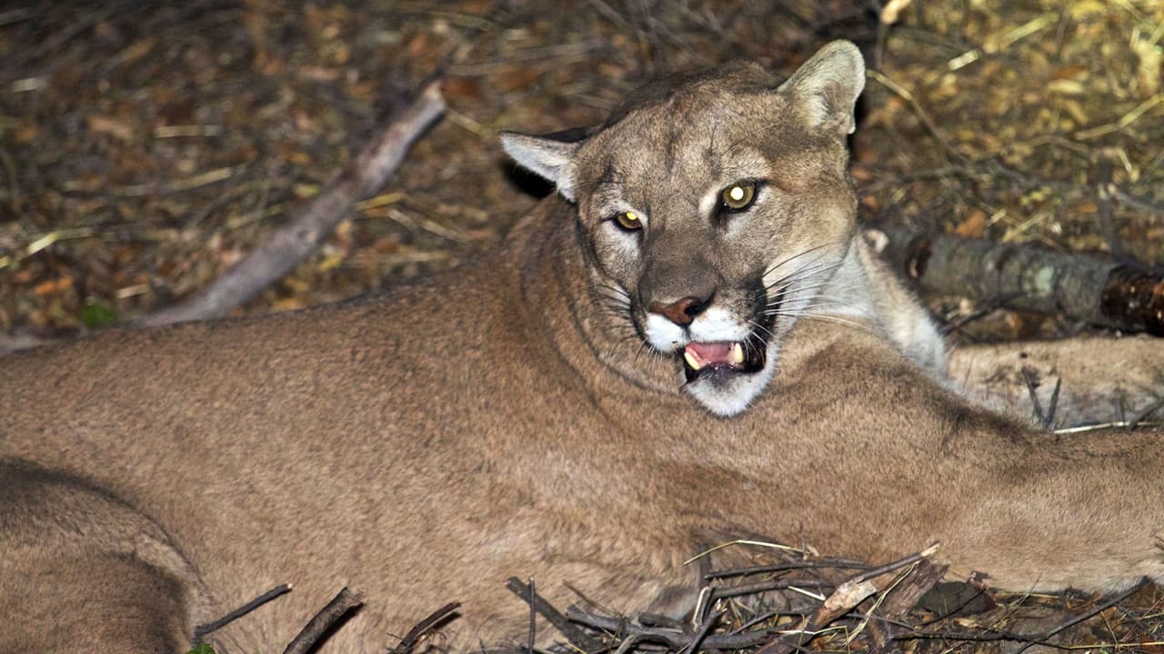 Padre le arranca de la boca a un puma a su hijo de 5 años en el parque estatal Malibu Creek
