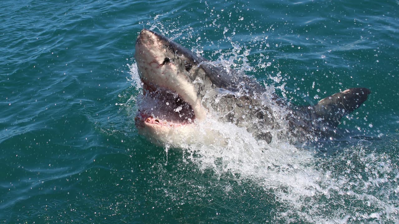 Tiburón de 6 pies de largo muerde a un hombre en Florida