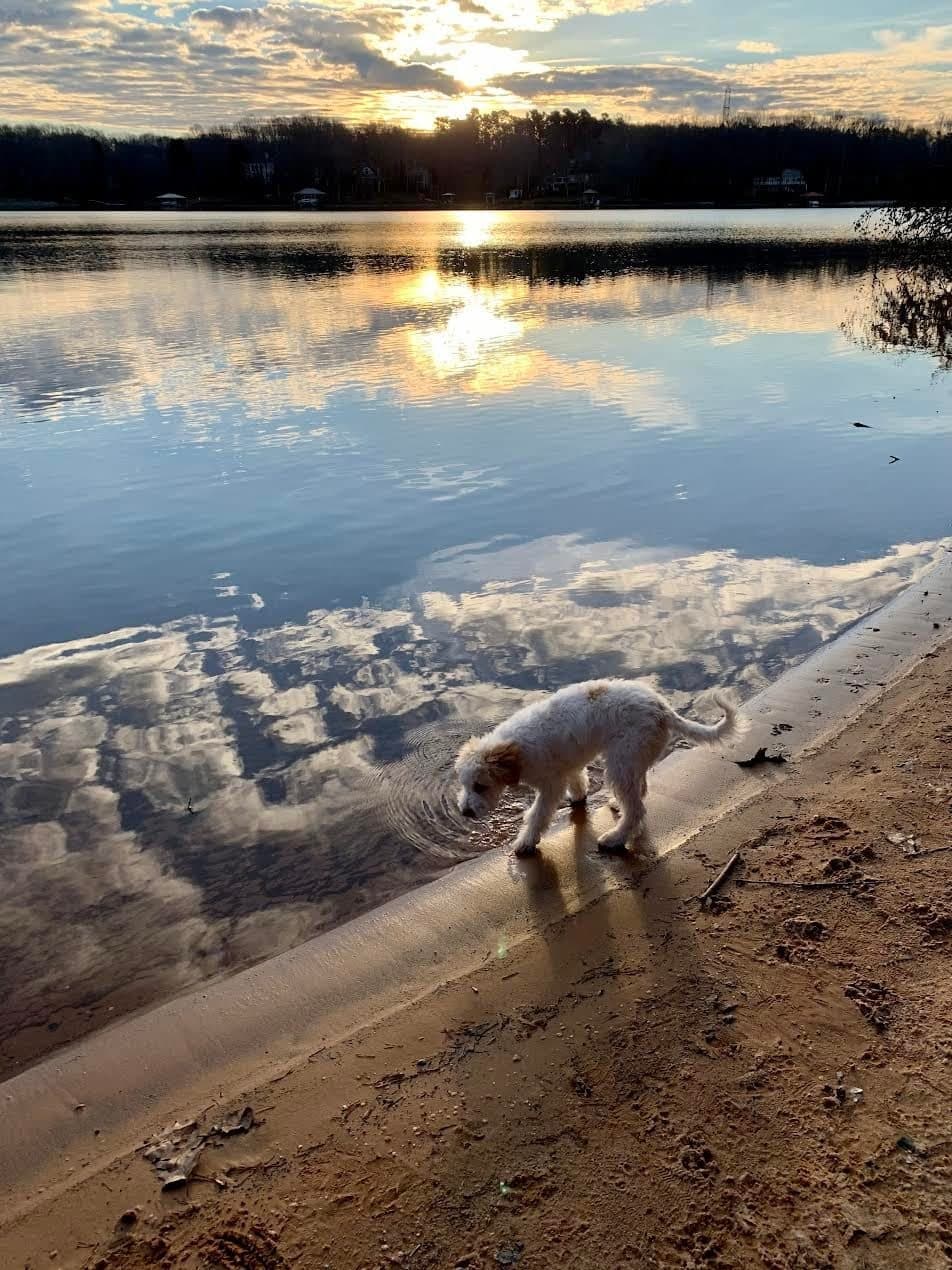<b>Lake Norman State Park (Troutman)</b>
<br>
<b>Sitio web</b>: 
<a href="https://www.ncparks.gov/state-parks/lake-norman-state-park">https://www.ncparks.gov/state-parks/lake-norman-state-park</a>
<br>
<b><a href="https://maps.app.goo.gl/3p6vqn5dXg3eSKGw6">Cómo llegar</a> </b>
<br>
<br>Ubicado en el condado de Iredell, a 40 millas al norte de Charlotte, el Parque Estatal Lake Norman cuenta con el popular sistema de senderos para explorar junto a tu mascota, para practicar ciclismo de montaña y explorar el lago del mismo nombre, que es el lago artificial más grande del estado.