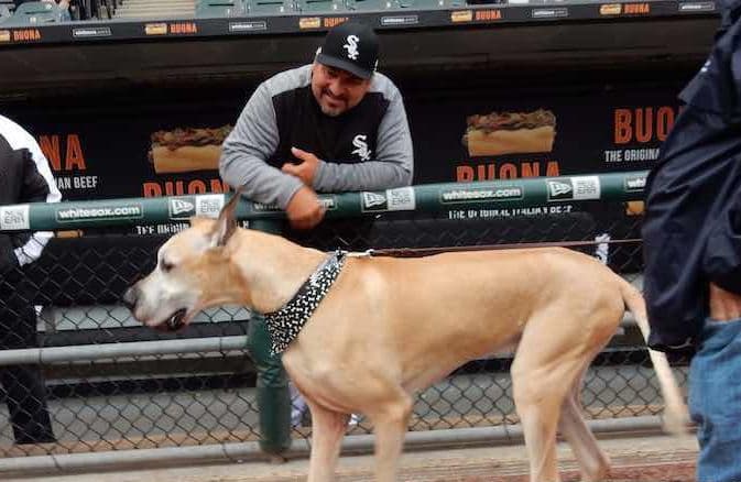 Minutos antes del juego, aficionados desfilaron con sus mascotas por el campo del estadio.