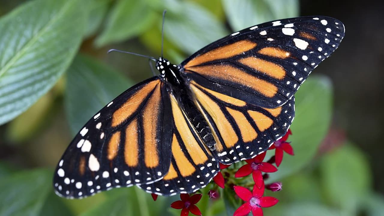 Avanzan preparativos para convertir a Bakersfield en refugio de mariposas monarca
