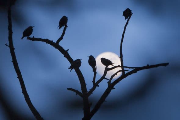 Es común verlos en Israel, Reino Unido y España.
