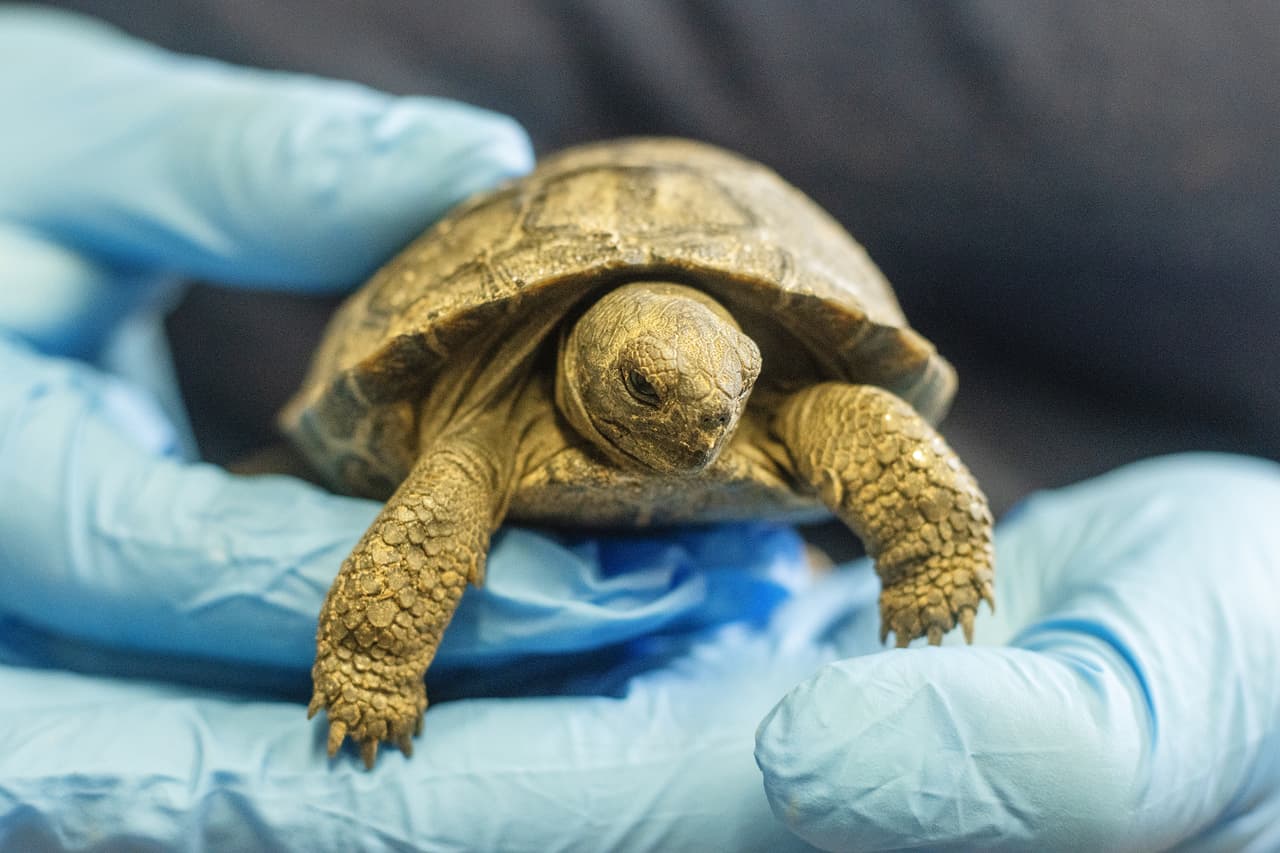 Para integrar a las crías de tortugas Galápagos, el zoológico hará un concurso para elegir sus nombres, los detalles serán dados a conocer próximamente.