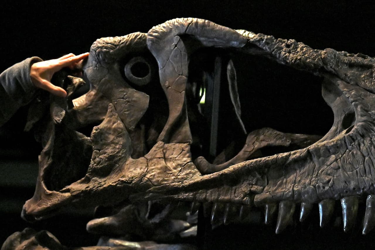 El ejemplar hallado vivió alrededor de 40 años, una edad madura para los dinosaurios, y su cráneo estaba repleto de 
<b>crestas, surcos, protuberancias y pequeños cuernos. </b>"Ciertamente se habría visto muy imponente y parecido a una gárgola", dijo Makovicky.
<br>