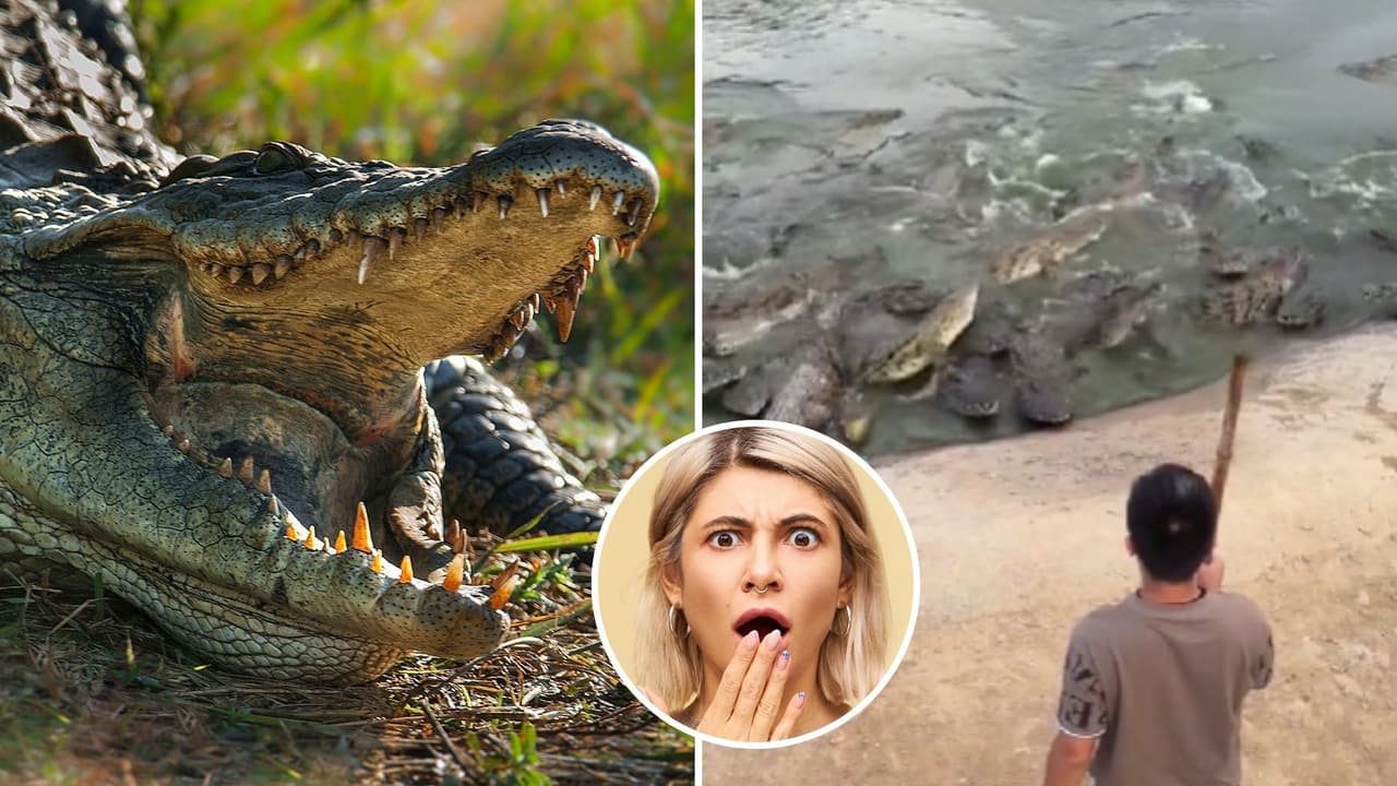 Armado con una pala, hombre alimenta a decenas de cocodrilos y el sorprendente video viral