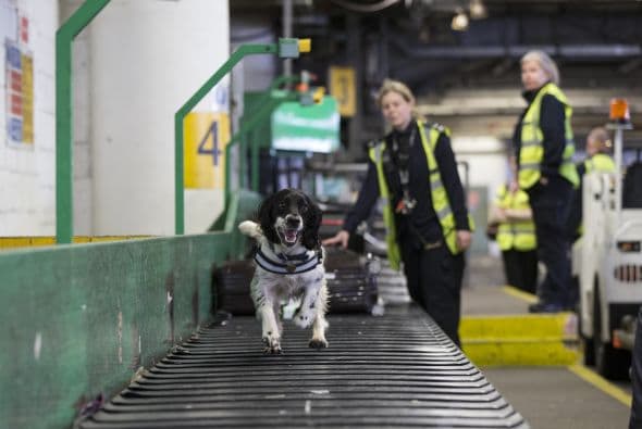 Cada que los seres humanos se presentan ante determinada situación despiden moléculas que son identificadas por los perros.