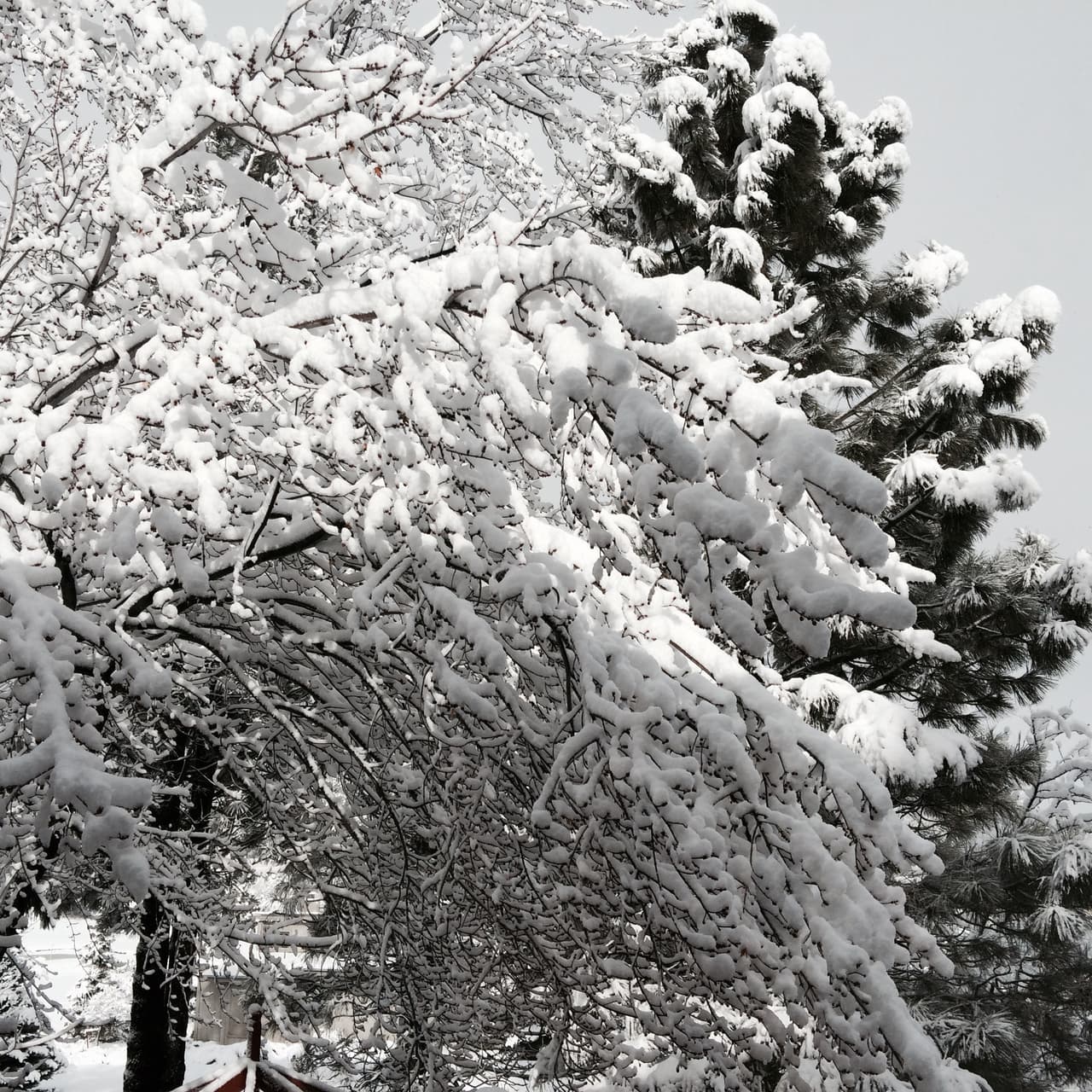 Fuerte nevada provoca cierre de vías y escuelas en Flagstaff