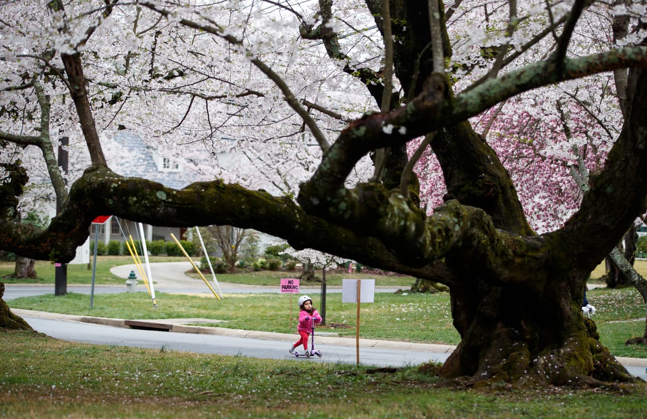Hay aproximadamente 
<b>3,800 cerezos en el parque. </b>El personal de la cuadrilla de árboles controla la ubicación y el estado de cada árbol. La donación inicial de 3,020 árboles estuvo representada por 12 variedades diferentes. Dos variedades, Yoshino y Kwanzan, son ahora el tipo más común en Washington DC.