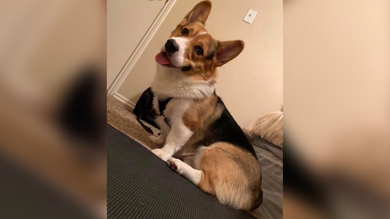 "Mi perrito cumplió 2 añitos y es muy inteligente y obediente como te quiero Panko 🐶 es un Pembroke Welsh Corgi 🐶❤️ ".
