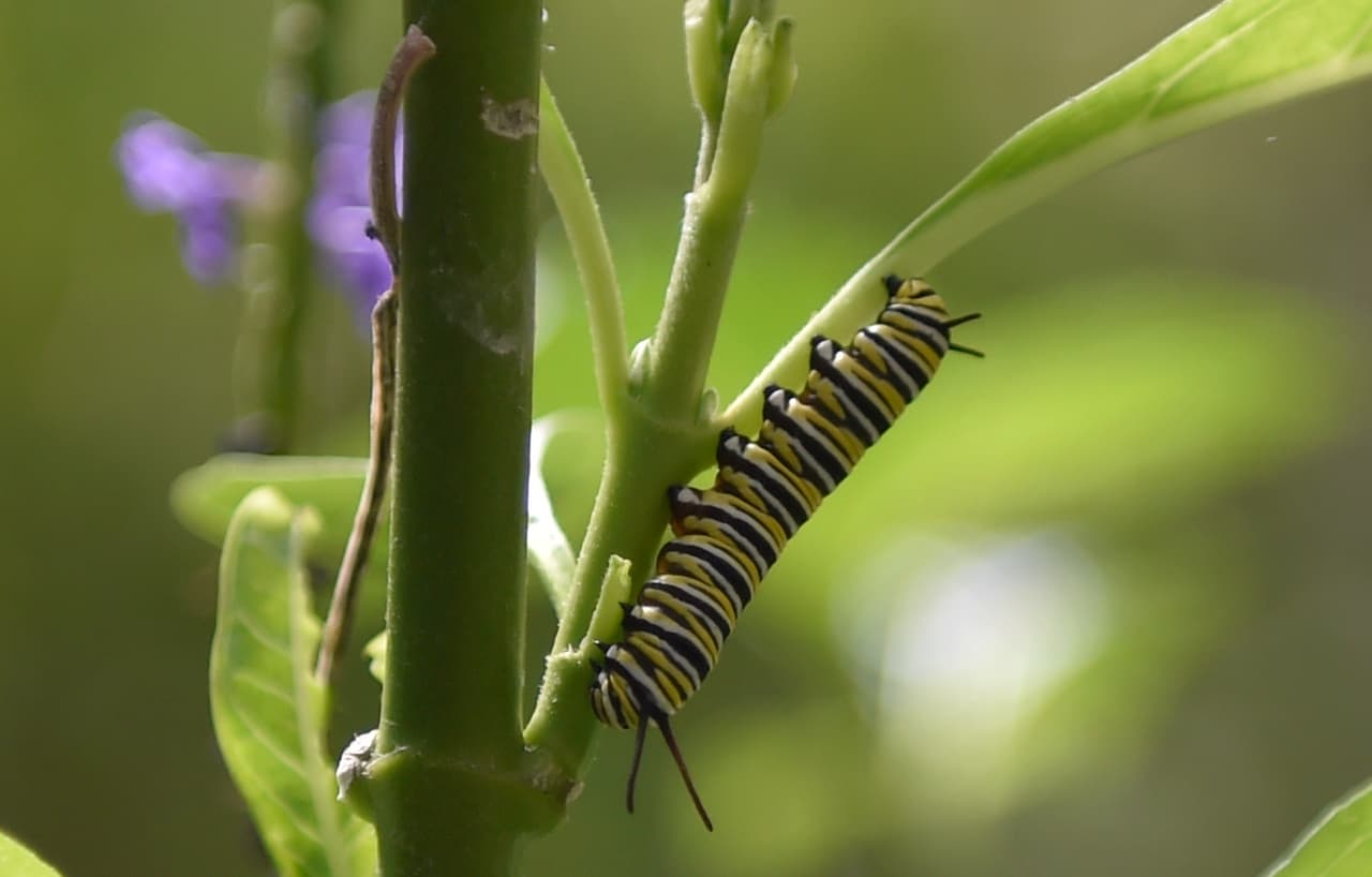"Durante la primavera y verano del año 2020 las variaciones climáticas en el sur de Estados Unidos no fueron favorables para el desarrollo de los huevos y las larvas", expresaron las organizaciones en un comunicado. "Esto limitó la reproducción de la población de Monarcas, con un impacto en la generación migrante, lo que originó una reducción en la población de este insecto en toda Norteamérica y, en consecuencia, una menor ocupación en los bosques mexicanos durante su hibernación", añadieron.
