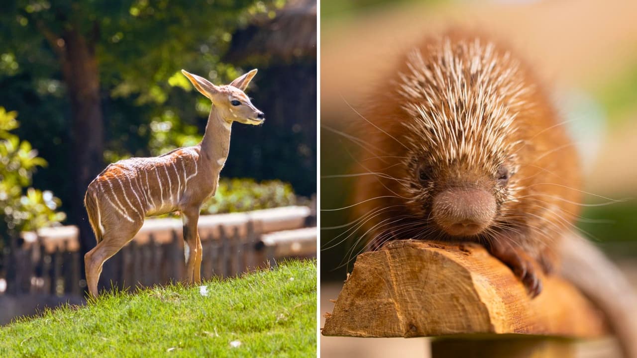 <h3 class="cms-H3-H3">Cómo funcionan los dulces</h3> En la entrada 
<b>te entregan seis cupones por boleto</b>, que puedes canjear en las estaciones de dulces distribuidas por el parque. Si quieres más
<b>, puedes comprar seis cupones adicionales por $3.</b> 
<br>Cada estación tiene su propio encanto: 
<b>algunas con música, otras con decoraciones temáticas. </b>También hay opciones sin dulce para niños con restricciones alimenticias. 
<br>
<b>Consejo:</b> lleva una bolsa o cubetica para recolectar los dulces, y 
<a href="https://www.fortworthzoo.org/zoo-map" target="_blank">revisa el mapa del zoológico para ubicar las estaciones.</a>