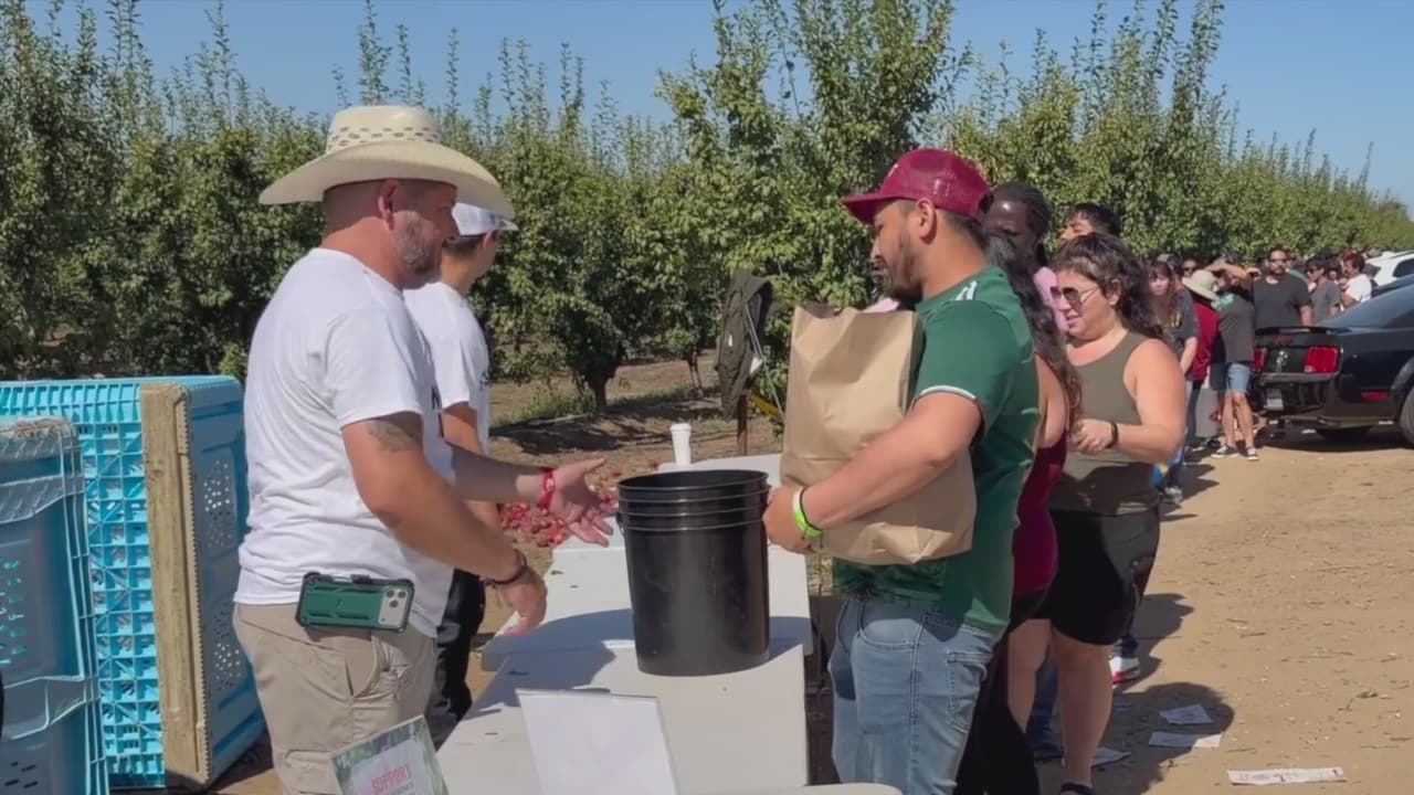 ¿Por qué un agricultor de Reedley está regalando miles de libras de nectarinas?