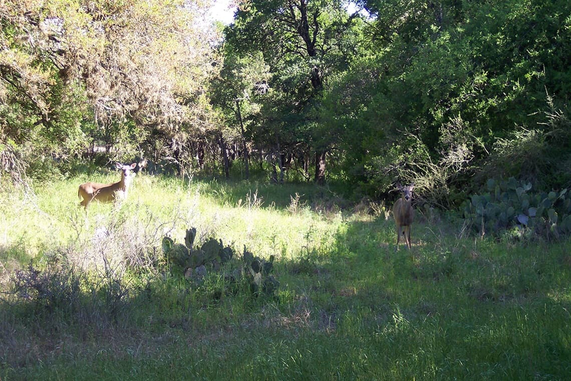 ⛺ 
<h3 class="cms-H3-H3">McAllister Park</h3>, 13102 Jones Maltsberger