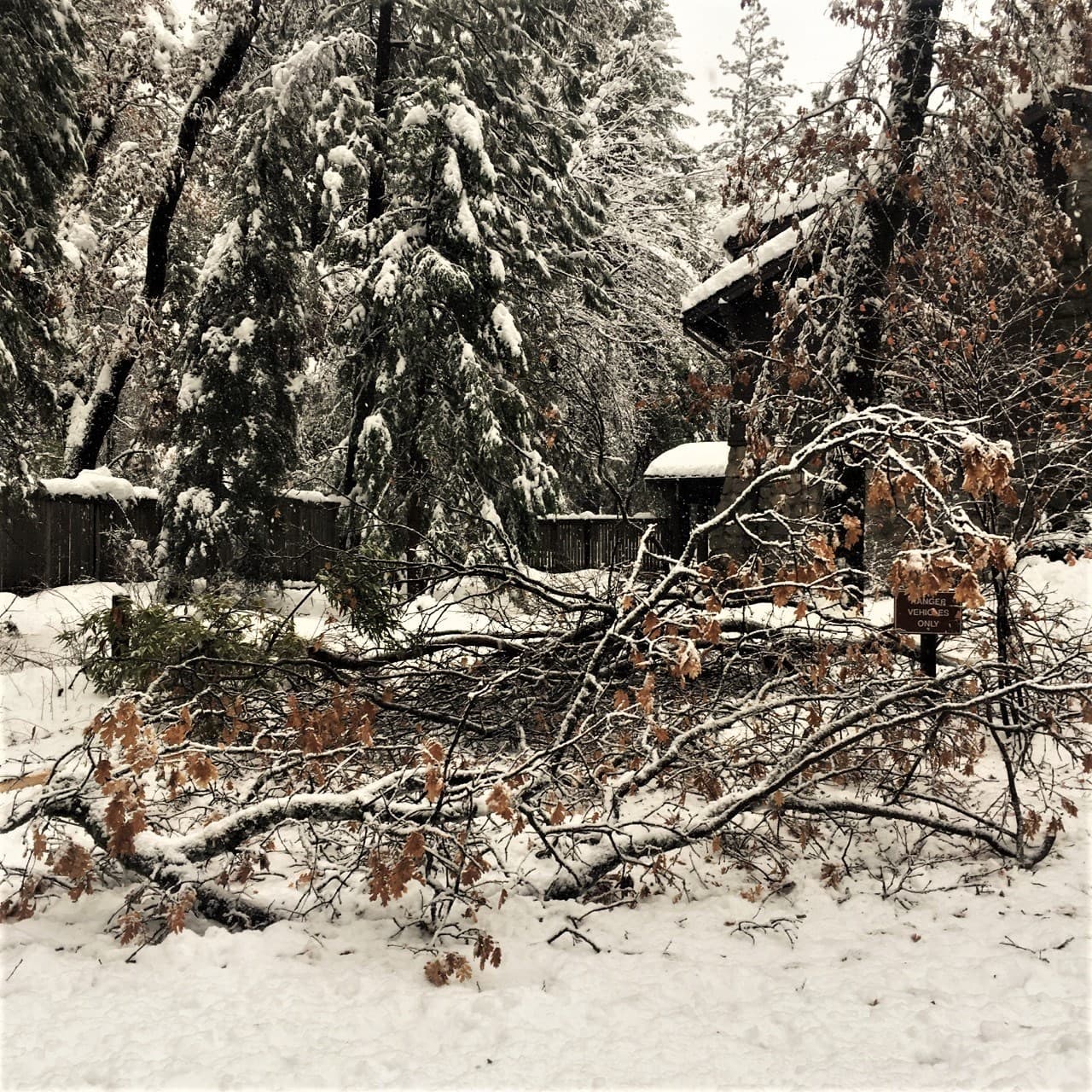 Caen 18 pulgadas de nieve en el Parque Yosemite, pero el recinto continúa cerrado por seguridad