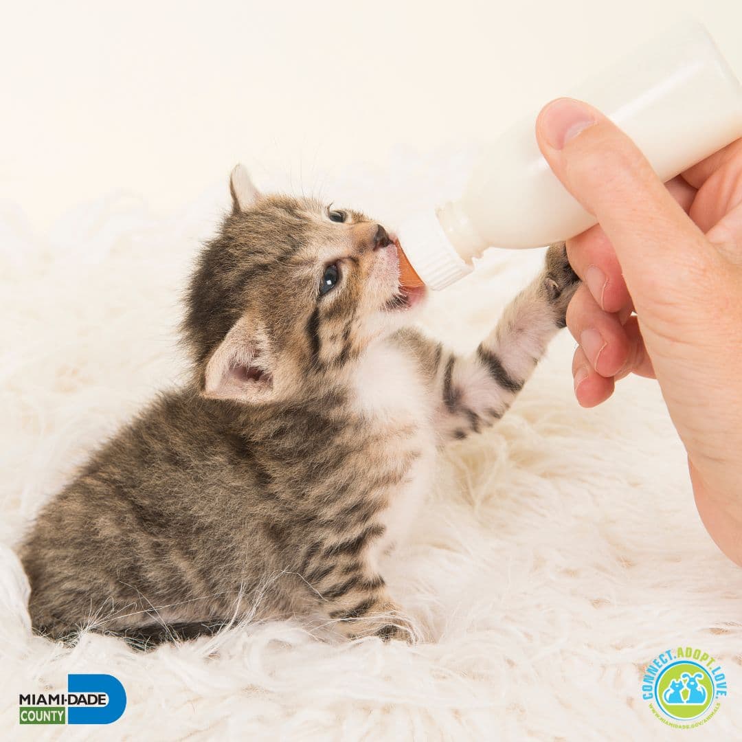 Para los gatos menores de 4 meses la tarifa de adopción es de $30 y para los perros menores de 4 meses, de $85.