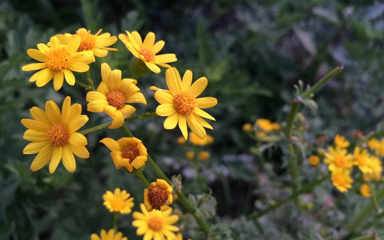 Junto con las Bluebonnets —flor oficial de Texas , en los bosques, autopistas, praderas, senderos y playas texanas se puede apreciar una variada gama de flores silvestres de todos los colores, tamaños y formas durante la primavera
