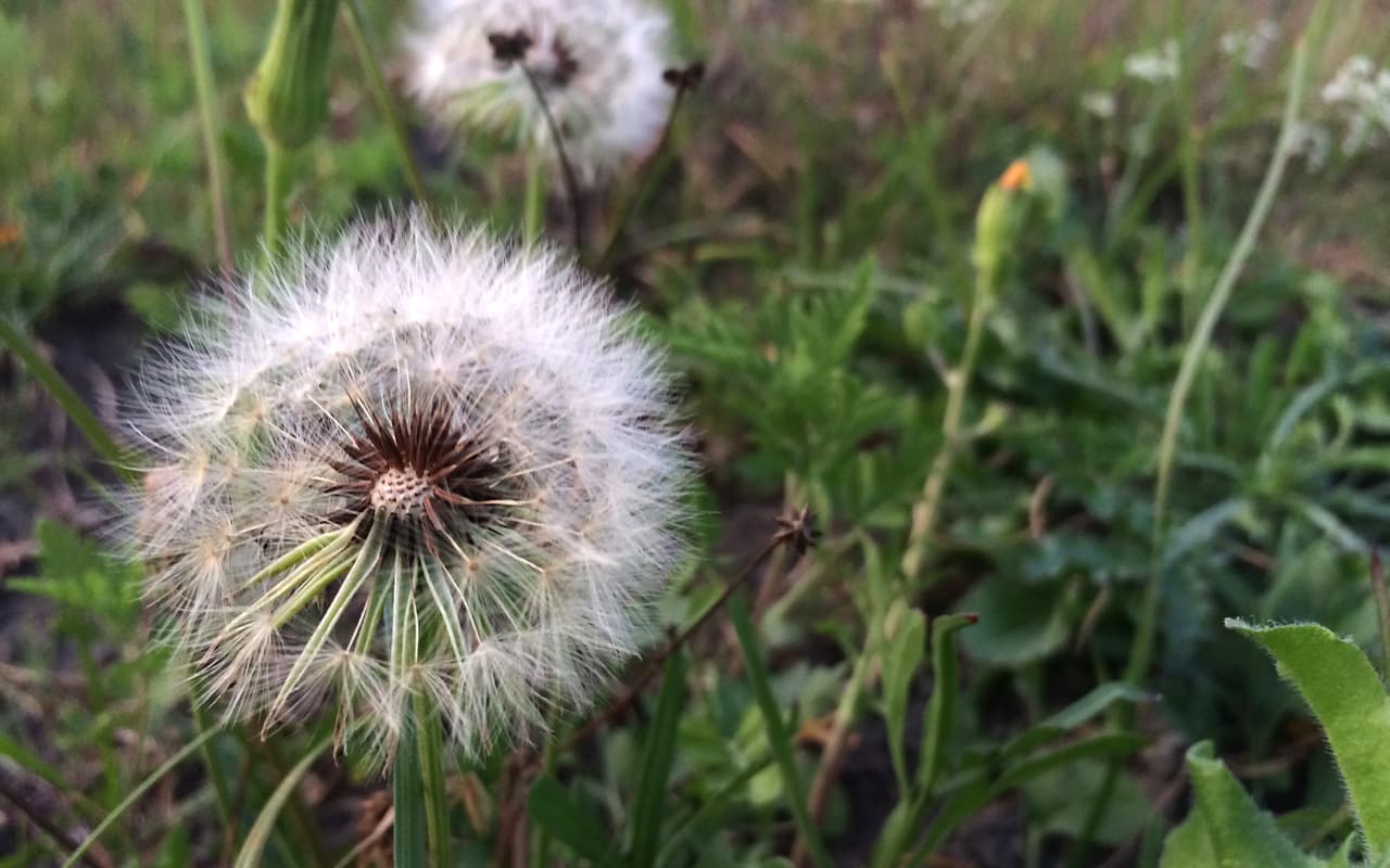 Junto con las Bluebonnets —flor oficial de Texas , en los bosques, autopistas, praderas, senderos y playas texanas se puede apreciar una variada gama de flores silvestres de todos los colores, tamaños y formas durante la primavera